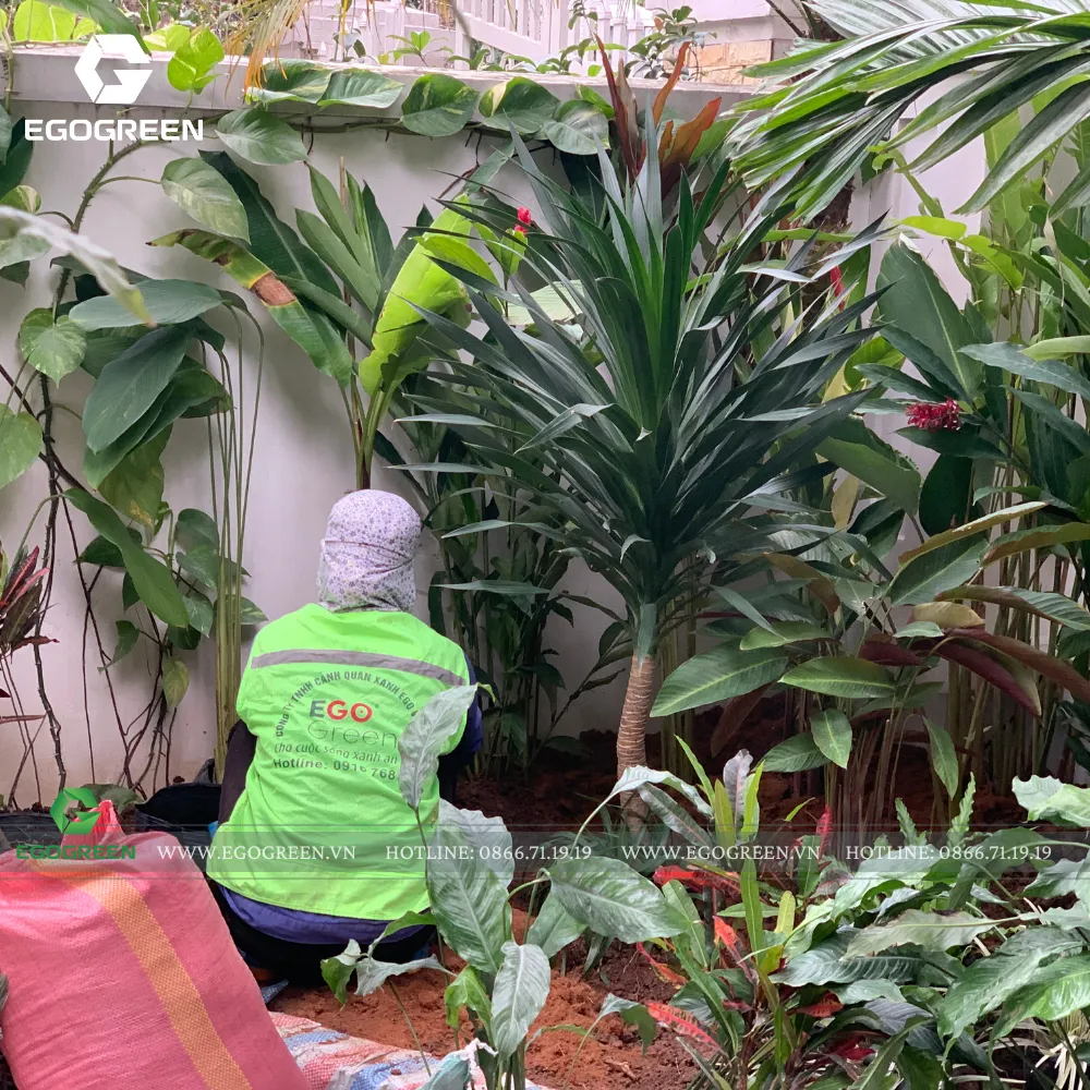 Cây xanh cảnh quan được EGOGREEN tuyển chọn kỹ càng.